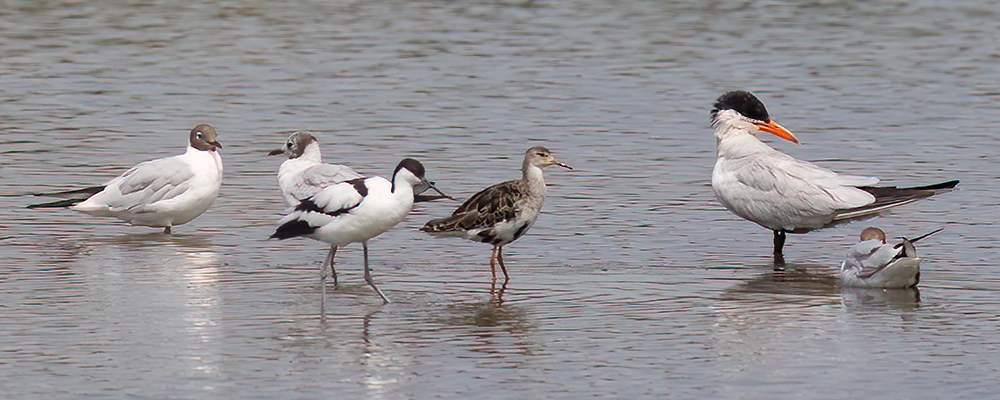 Caspian tern